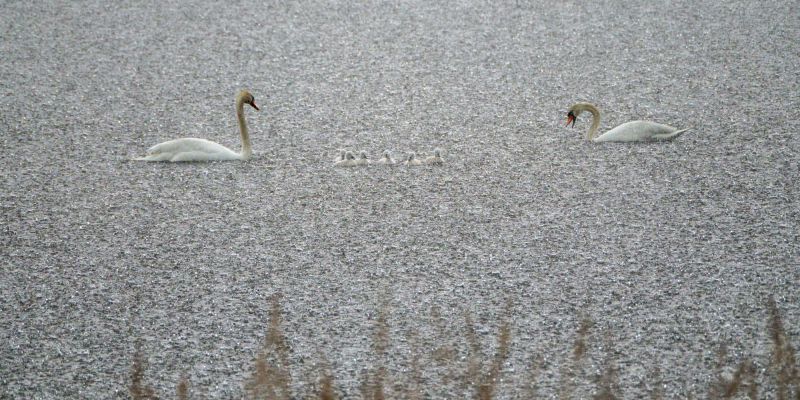 Familie Schwan