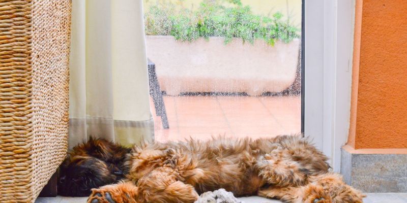 „Hundewetter“