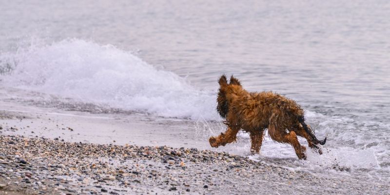 Der kleine Hund und das Meer
