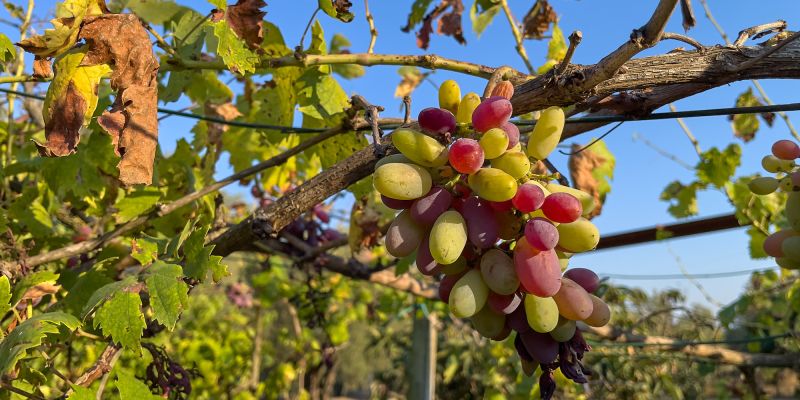 Toskana - und wieder eine tolle Bleibe!