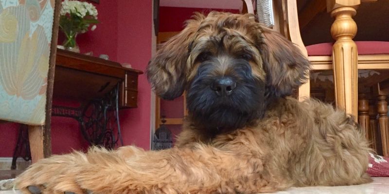 Ein Tag im Leben von Archibald ...