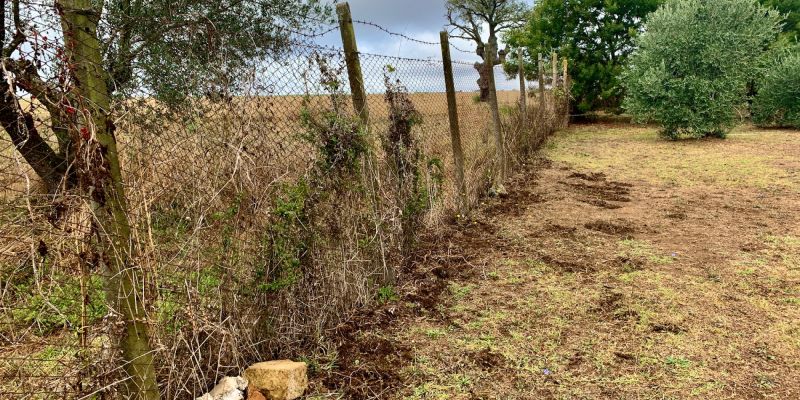 Neues von der Wildschwein-Front