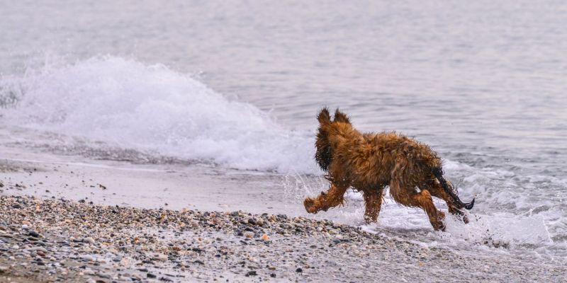 Der kleine Hund und das Meer
