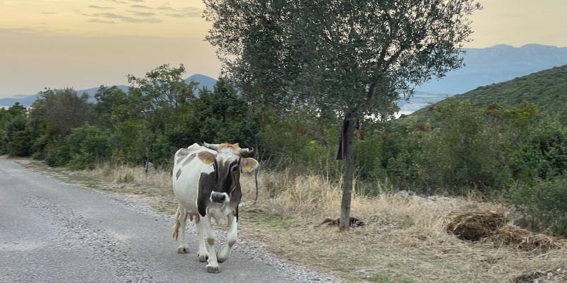 Und plötzlich kommt ne Kuh gelatscht ...