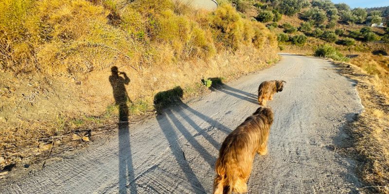 Campo-Schattenspiele