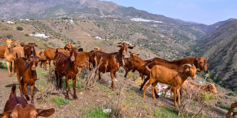 Naturpark Sierras de Tejeda